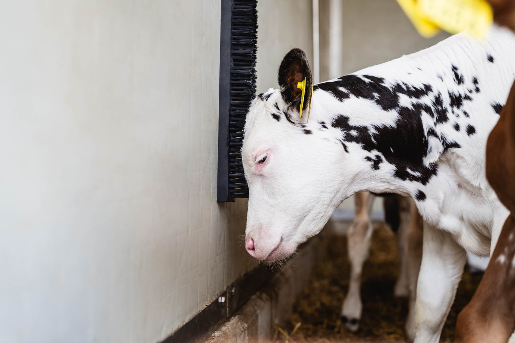 Koe gebruikt een borstel voor natuurlijk borstelgedrag
